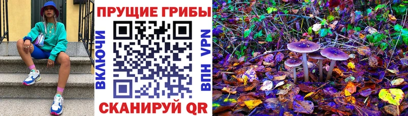Купить  Изобильный  Псилоцибиновые грибы мицелий 